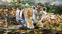 Ilustrasi bayi harimau. (dok. pixabay/garten-gg)