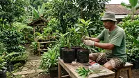 Cara Stek Alpukat yang Benar agar Cepat Berakar dan Tumbuh Subur