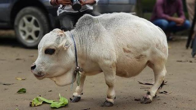 Kenalkan Sapi Terpendek di Dunia, Tingginya Hanya 51 Cm
