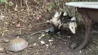Kejutan dari Keluarga Baru Opossum
