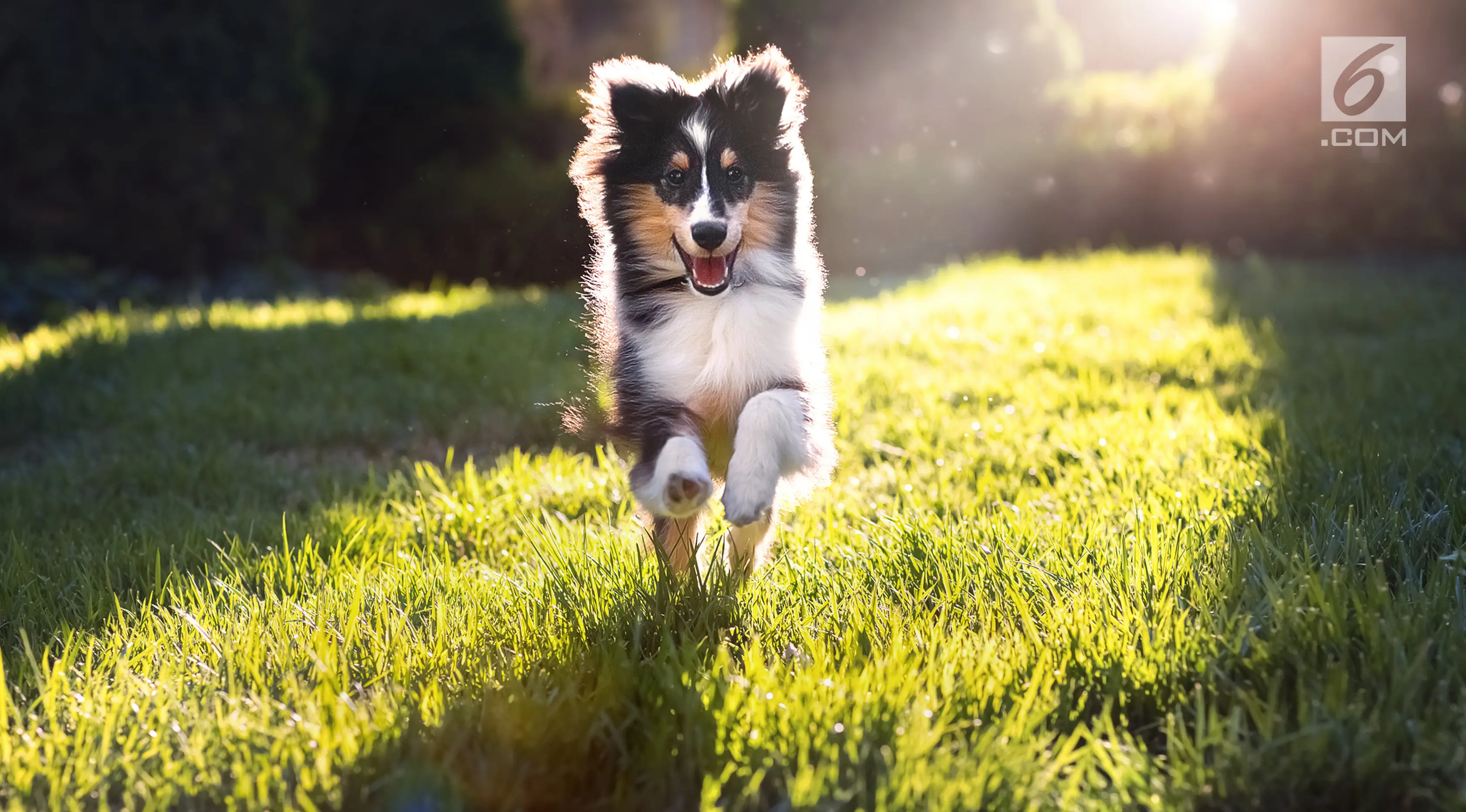 Anjing Shetland Sheepdog (iStockphoto)