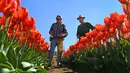 Pengontrol kualitas Laurie Hampton dan Frank Dalm memeriksa tulip selama Tesselaar Tulip Festival di Melbourne (27/9). Pengunjung antusias melihat lebih dari satu juta warna-warni bunga, termasuk 900.000 tulip. (AFP Photo/William West)