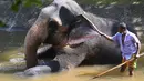 Seorang pawang memandikan gajah di taman umum pada hari pertama prosesi Buddhis Navam tahunan terbesar selama dua hari di kota itu, yang juga dikenal sebagai festival Perahera, di Kolombo, Sri Lanka (15/2/2022). (AFP/Ishara S. Kodikara)