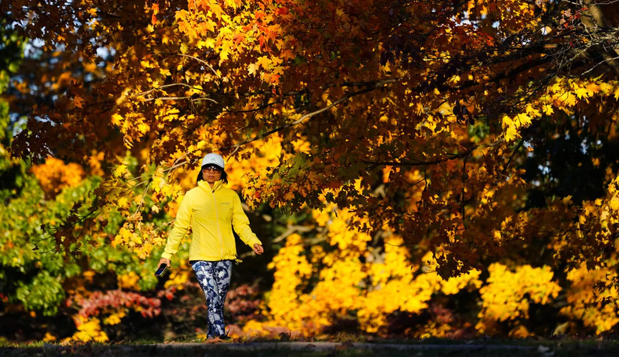 Seseorang berjalan pada sore musim gugur di Taman Sejarah Nasional Valley Forge, Valley Forge, Pennsylvania, Amerika Serikat, 1 November 2021. Musim gugur umumnya terjadi sekitar bulan Agustus hingga Oktober. (AP Photo/Matt Rourke)