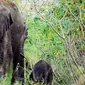 Habitat rusak membuat kawanan gajah merusak 10 hektare kebun sawit di Kampar. (Liputan6.com/M Syukur)