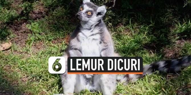 VIDEO: Lemur Langka yang dicuri Sudah ditemukan Kebun BinatangSan Francisco