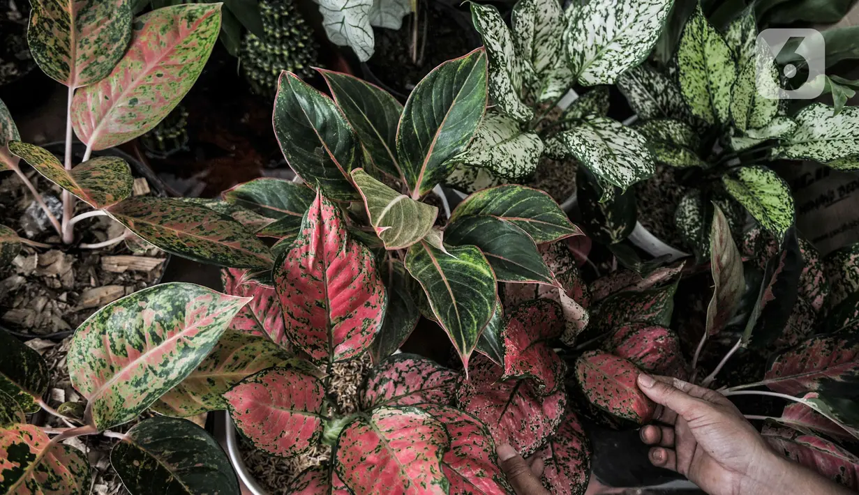 Calon pembeli melihat-lihat tanaman hias yang dijual di kawasan Cipayung, Depok, Jawa Barat, Minggu (27/9/2020). Meningkatnya hobi masyarakat dalam berkebun di rumah semenjak PSBB diterapkan menyebabkan harga tanaman hias moroket hingga 10 kali lipat. (merdeka.com/Iqbal S. Nugroho)