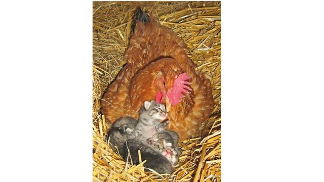 Kelakuan ayam (Sumber: Brightside)