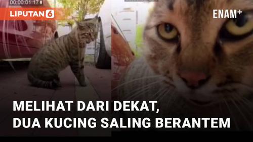 VIDEO: Melihat dari Dekat, Dua Kucing Saling Berantem Ekspresinya Jadi Sorotan