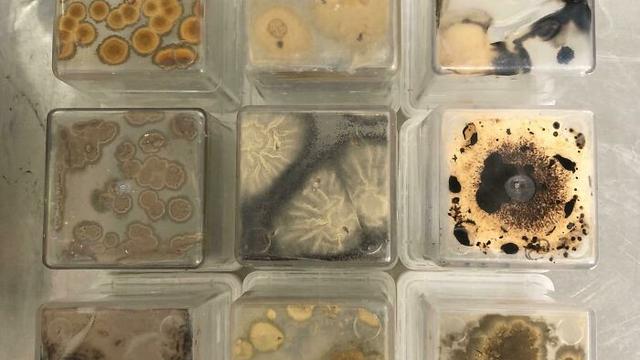 Jamur di Makanan Basi Ini Estetik