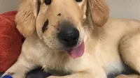 Demi Selamatkan Majikan, Anjing Ini Rela Mati Digigit Ular