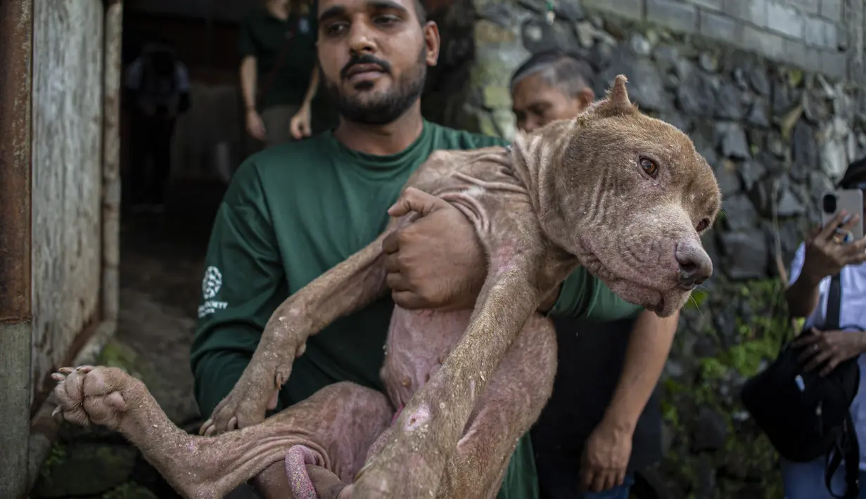 Pihak berwenang pada Jumat mengumumkan penghentian pembantaian daging anjing dan kucing yang "sangat kejam" di pasar hewan terkenal di pulau Sulawesi, Indonesia, setelah kampanye selama bertahun-tahun oleh aktivis lokal dan selebritas internasional. (AP Photo/Mohammad Taufan)