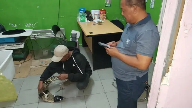 Penemuan Buaya di atas Rumah Buka Modus Perdagangan Satwa