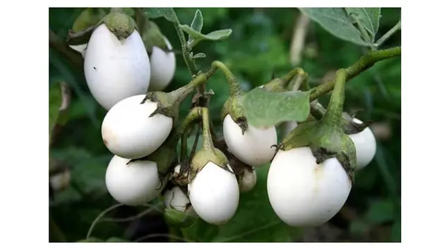 Terong Telur