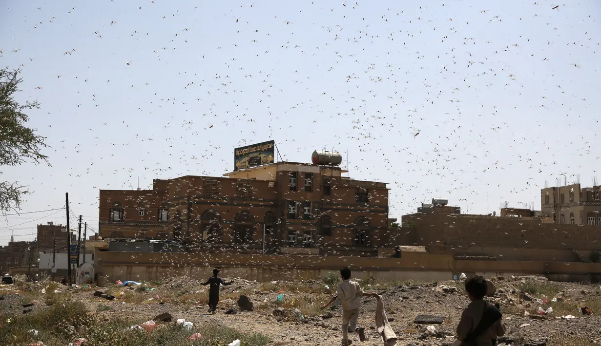 Sekawanan belalang gurun terbang di langit Sanaa, Yaman (9/10/2020). Kawanan belalang gurun menyerbu Sanaa, ibu kota Yaman, pada Jumat (9/10). (Xinhua/Mohammed Mohammed)