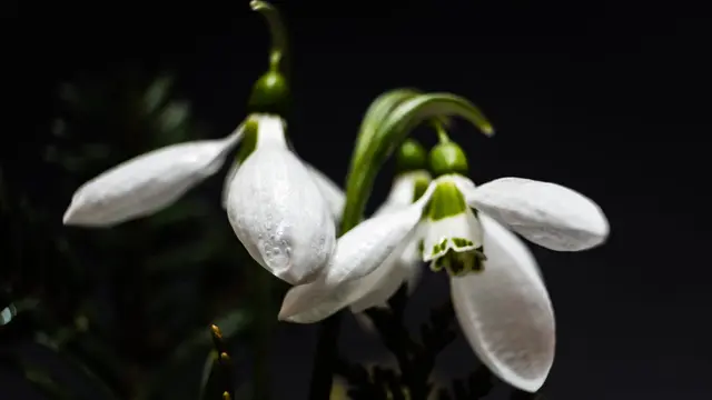 Bunga Snowdrop