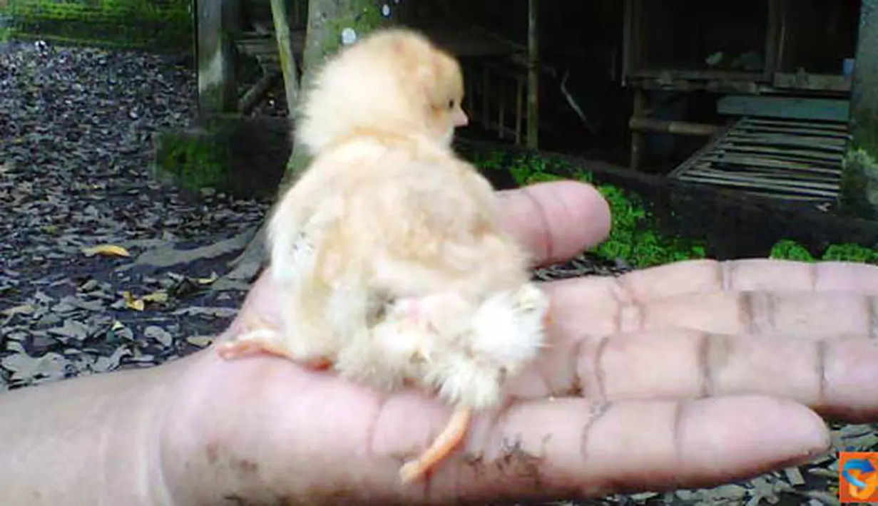 Citizen6, Magelang: Ayam menetas dengan jumlah kaki empat, di Dusun Grogol, Desa Payaman, Kecamatan Secang, Kabupaten Magelang, Provinsi Jawa Tengah, Indonesia. (Pengirim: Niken)