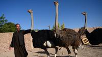 Seorang peternak berjalan dengan burung unta di sebuah peternakan di pinggiran Herat, Afghanistan (15/8).  (AFP Photo/Hoshang Hashimi)