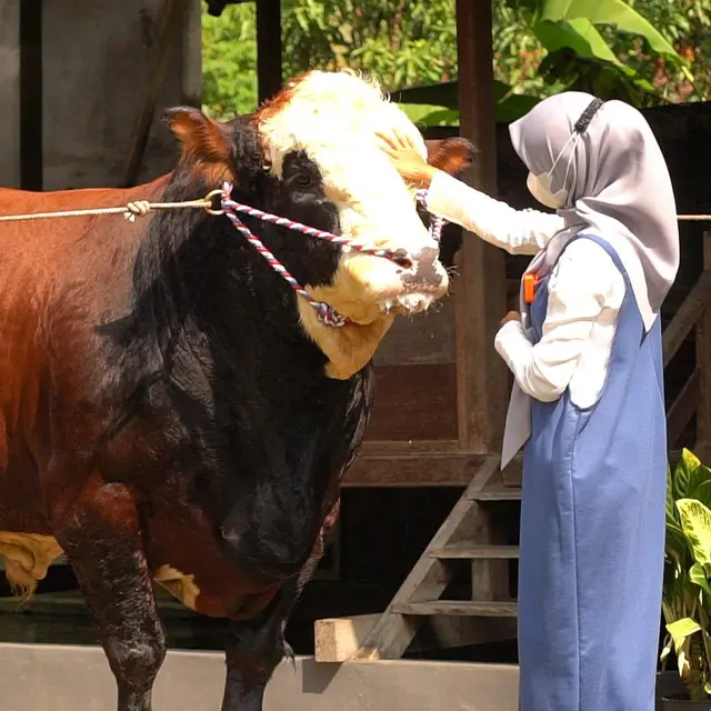 6 Potret Ria Ricis dengan Sapi Jumbo untuk Kurban, Rela Berburu hingga Purworejo