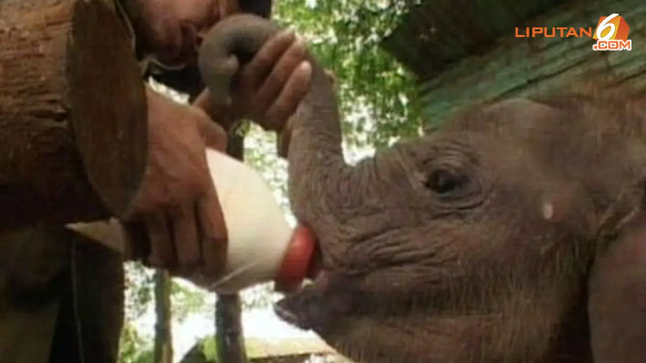susu-gajah-yeti-140106b.jpg