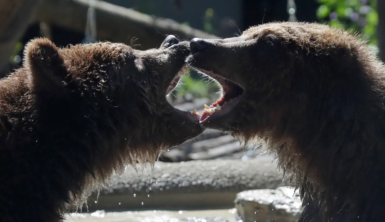 Anak beruang cokelat Gianni (kiri) dan Sam bermain di area Bioparco Roma, (24/5). Dua bayi beruang berusia 18 bulan ini sebelumnya dieksploitasi untuk foto bersama di sebuah hotel di Albania utara. (AP Photo/Alessandra Tarantino)