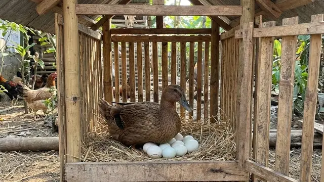 Jenis Bebek Petelur yang Produksi Stabil Meski Kandang Sederhana