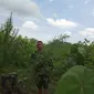 Penemuan ladang ganja di Desa Alue Gajah, Kecamatan Tadu Raya, Kabupaten Nagan Raya. (Liputan6.com/ Rino Abonita)