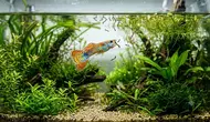 9 Jenis Ikan Hias Pemakan Jentik Nyamuk, Solusi Alami Cegah Penyakit