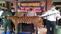 Populasi Harimau Sumatera saat ini sangat mengkhawatirkan, jika tidak dilakukan tindakan tegas maka ancaman kepunahan terus menghantui. (Liputan6.com/Yuliardi Hardjo)
