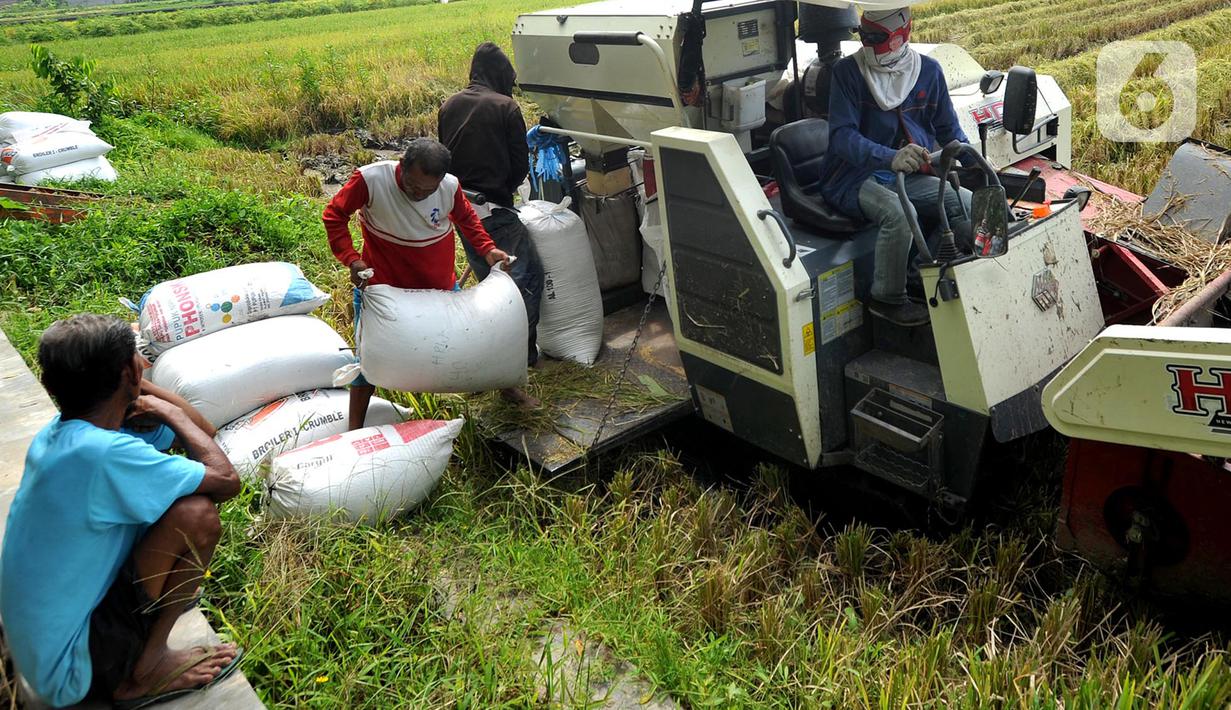Petani memanen padi jenis IR 54 menggunakan mesin produk China di Galuh, Kulon Progo, Yogyakarta, Kamis (2/2/2020). Mesin yang disewa seharga Rp 500 ribu untuk memanen padi seluas 1.400 meter persegi itu mengefisienkan waktu, tenaga, dan modal dibandingkan tenaga manusia. (merdeka.com/Arie Basuki)
