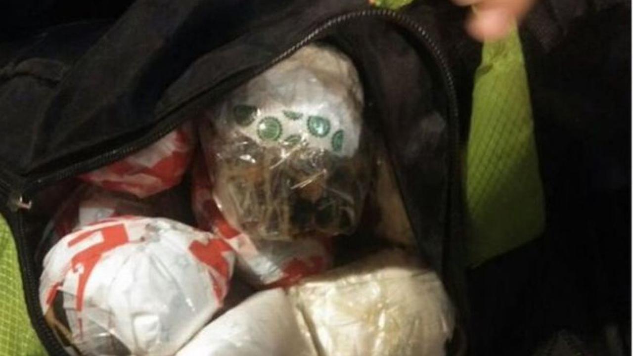 146 Kura-kura Langka Berharga Mahal Ditemukan di Bandara India