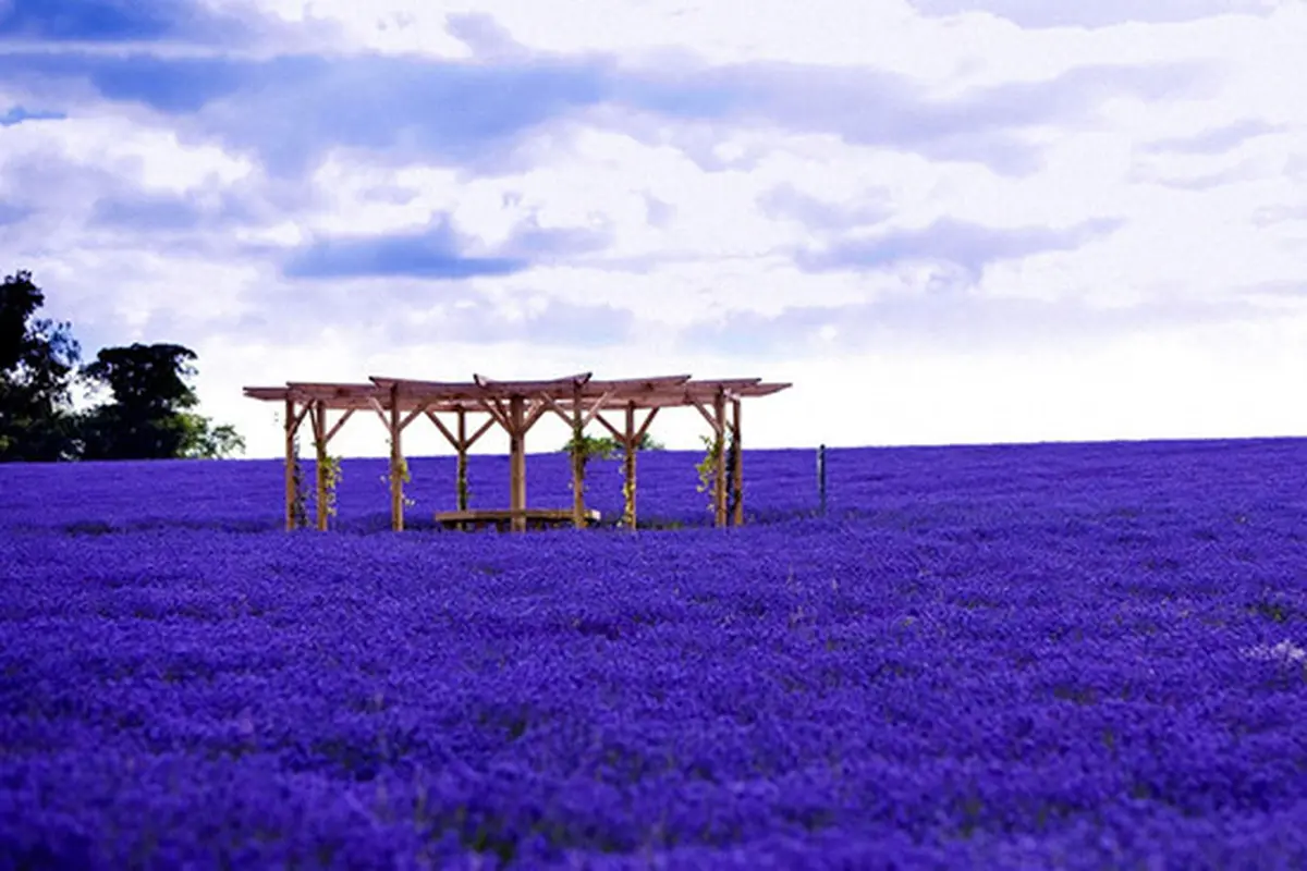 lavender