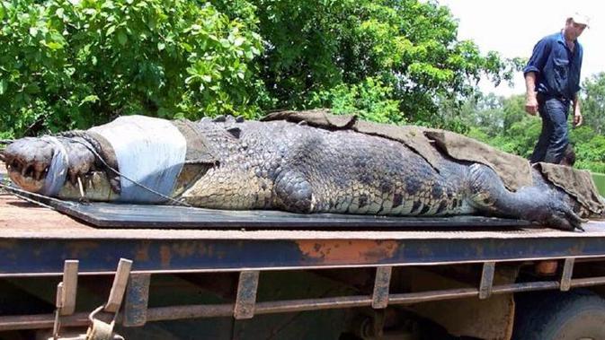 Buaya Monster Tertangkap Di Australia Global Liputan6 Com