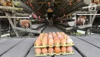 Panduan Lengkap Cara Ternak Ayam Broiler di Pekarangan Rumah untuk Hasil Optimal