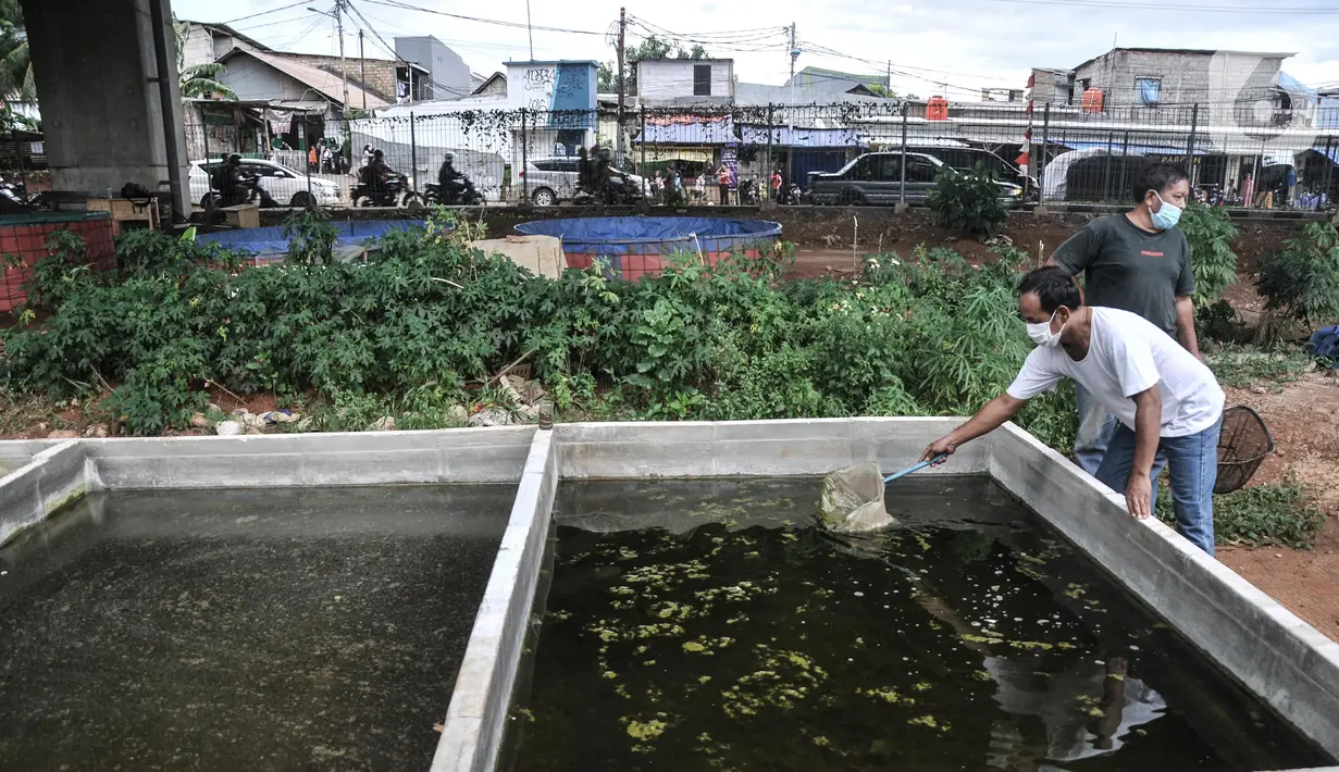 Warga saat melakukan perawatan kolam lele di kolong Tol Becakayu, Cipinang Melayu, Jakarta Timur, Minggu (20/3/2022). Harga lele yang dijual bervariasi, mulai dari bayi lele mulai dari Rp400 per ekor hingga lele konsumsi yang dibanderol Rp23.000 per kilogram. (merdeka.com/Iqbal S. Nugroho)