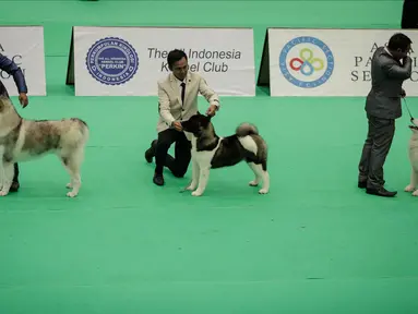 Peserta bersama anjing jenis Siberian Husky mengikuti kontes anjing "CAC International Dog Show 2018" di Ecovention, Ancol, Jakarta, Minggu (4/2). Kontes anjing ini diselenggarakan oleh Perkumpulan Kinologi Indonesia (Perkin). (Liputan6.com/Faizal Fanani)