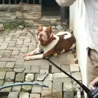 Sasa, bocah berusia 8 tahun tewas digigit anjing Pitbull milik orangtuanya pada Minggu (6/8/2017). (Foto: Istimewa)