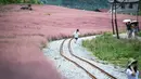 Wisatawan menikmati pemandangan di sebuah padang rumput berwarna pink (Muhlenbergia capillaris) di objek wisata Shenquangu di Wilayah Changshun, Provinsi Guizhou, China barat daya (2/9/2020). (Xinhua/Tao Liang)