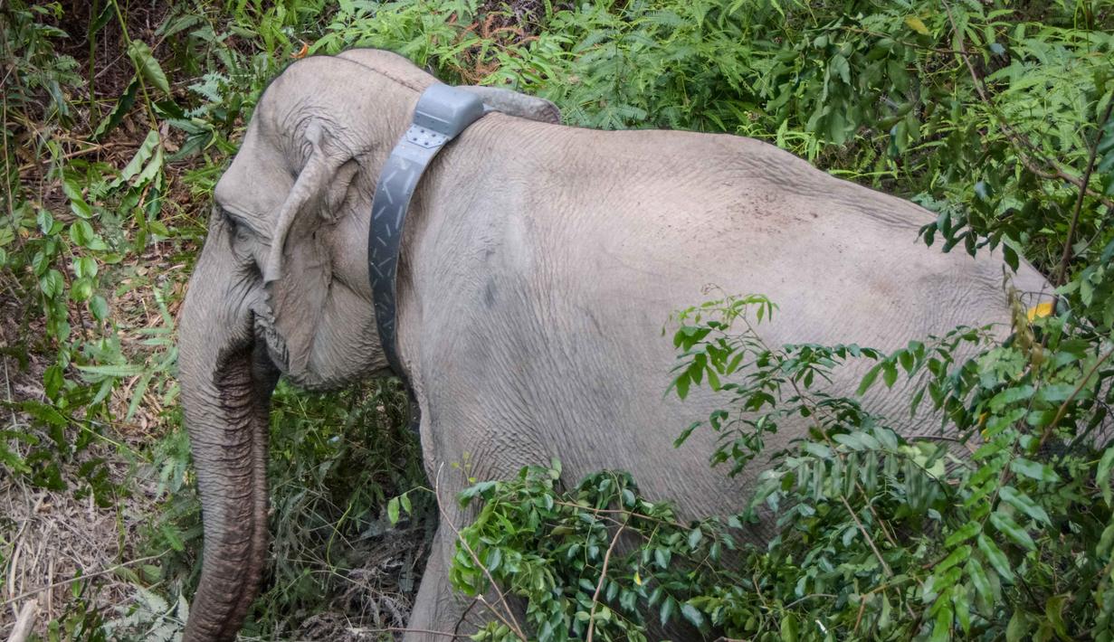 Pemasangan GPS Collar ini dilakukan dalam rangka membangun sistem peringatan dini dalam mitigasi interaksi negatif satwa liar gajah dan sekaligus untuk memotret pergerakan gajah pada kantong tersebut. Dalam foto yang diambil pada 6 November 2025, seekor gajah liar betina Sumatra yang dilengkapi dengan kalung GPS oleh Pusat Konservasi Sumber Daya Alam Riau (BBKSDA Riau) meninggalkan lokasi setelah dibius untuk pemasangan kalung GPS di kawasan konservasi Tesso Tenggara di Kabupaten Pelalawan, Riau. (Wahyudi/AFP)