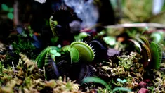 Tanaman perangkap lalat venus (venus flytrap) terlihat di Shanghai Botanical Garden, Shanghai, China, 11 Oktober 2020. Lebih dari 250 varietas tanaman pemakan serangga dipamerkan dalam Pameran Tanaman Pemakan Serangga ke-2. (Xinhua/Zhang Jiansong)