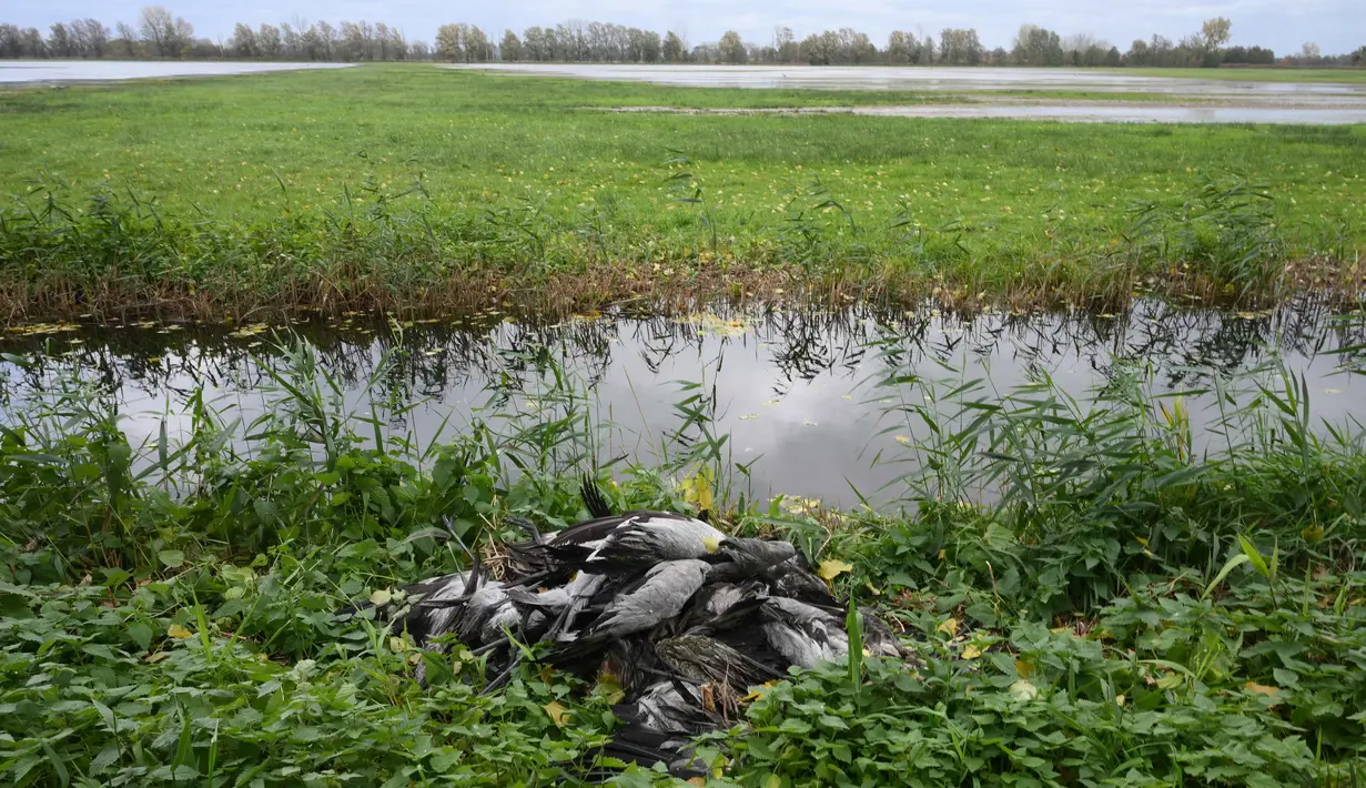 Seekor burung bangau yang diduga mati karena flu burung tergeletak di sebuah ladang dekat Linum, Jerman timur, pada 24 Oktober 2025. (RALF HIRSCHBERGER/AFP)