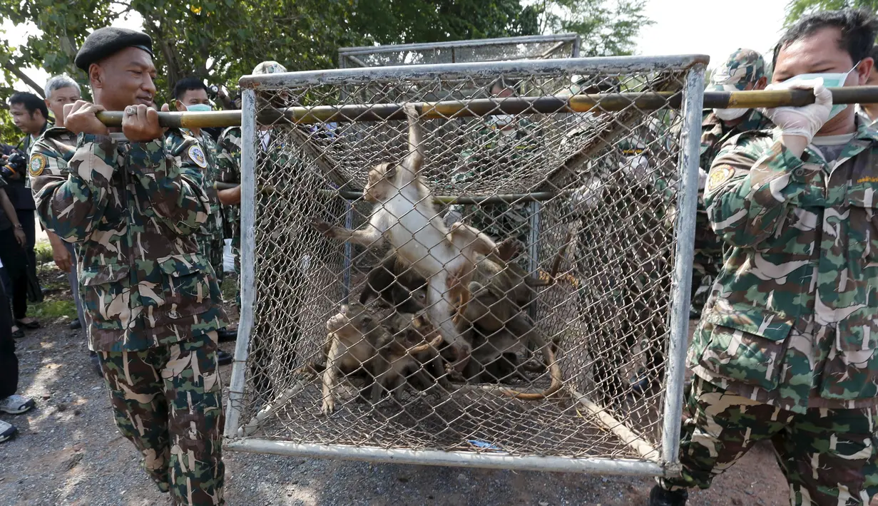 Petugas satwa membawa seekor monyet ekor panjang dalam kandang di sebuah desa, Bangkok, Thailand, (21/9/2015). Pemerintah Thailand merelokasi kera ekor panjang untuk mengurangi konflik dengan masyarakat setempat. (REUTERS/Chaiwat Subprasom)