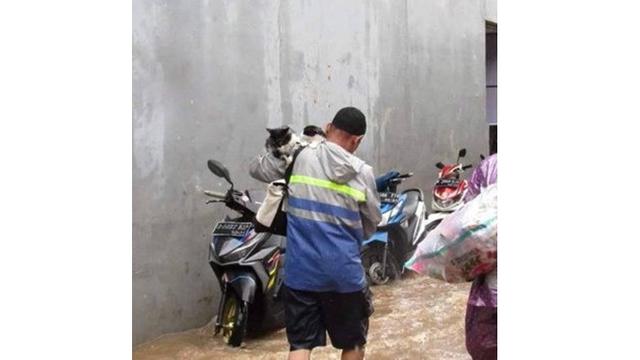 Potret Evakuasi 6 Kucing saat Banjir Ini Bikin Haru