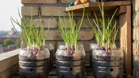 Cara Menanam Bawang Merah Sisa Dapur di Botol Plastik untuk Kebun Mini di Rumah