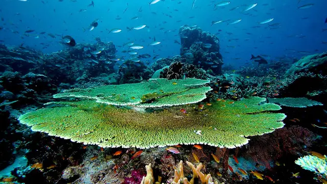 5 Surga Bawah Laut di Indonesia yang Jadi Spot Diving Paling Seru