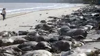 Dua orang berjalan dipinggir pantai yang terdapat ribuan bangkai sapi di Pantai Utara, Brazil, Selasa (13/10/2015).  Ribuan bangkai sapi terdampar di pantai setelah salah satu kapal angkut Lebanon karam di dekat pelabuhan Bacarena. (REUTERS/Tarso Sarraf)