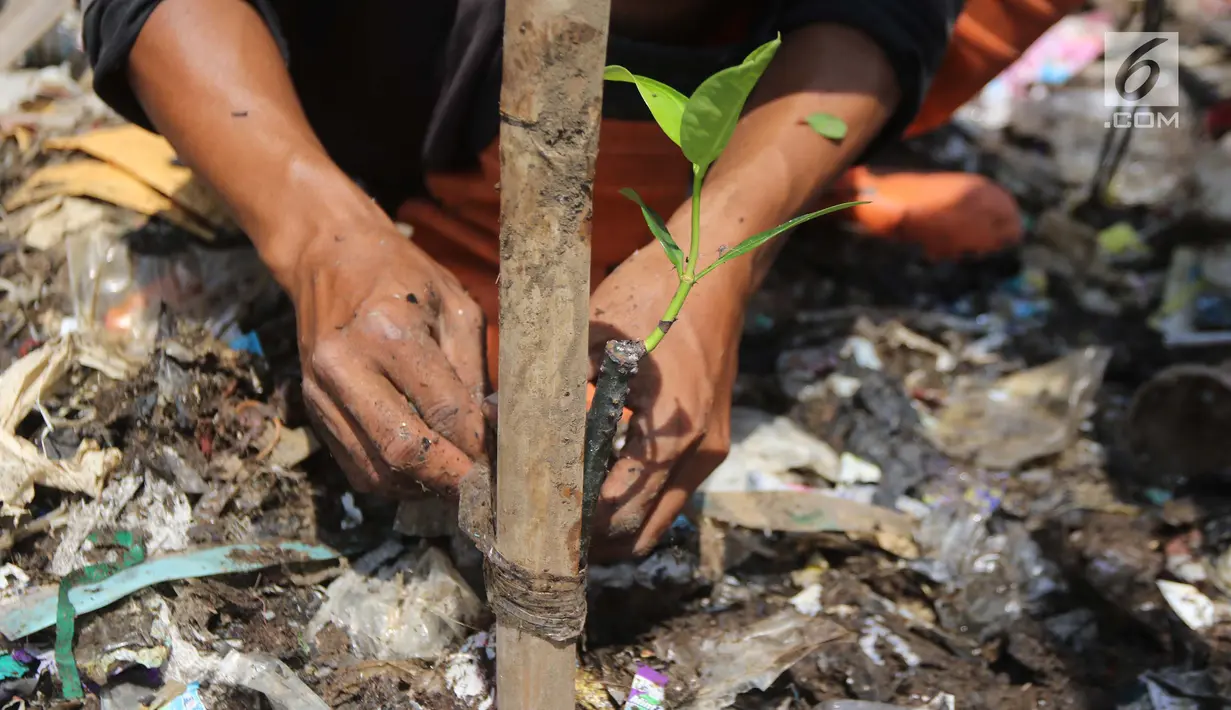 Bibit pohon mangrove yang ditanam di atas tumpukan sampah kawasan hutan mangrove Ecomarine, Jakarta Utara, Minggu (18/3). Bibit mengrove itu ditanam petugas Sudin Lingkungan Hidup dibantu Petugas Prasarana dan Sarana Umum. (Liputan6.com/Arya Manggala)