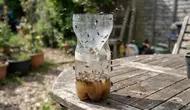 Cara Membuat Perangkap Lalat dari Botol Plastik dan Gula, Lengkap dengan Tips Peletakan