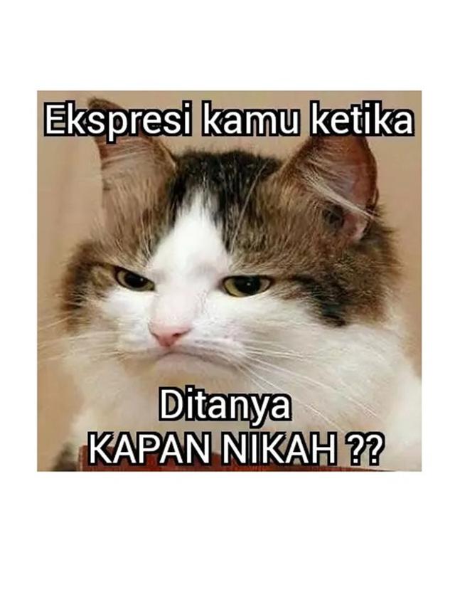 6 Meme Gambar Kucing Ini Bikin Ketawa Lepas, Ubah Sedih Jadi Senyum