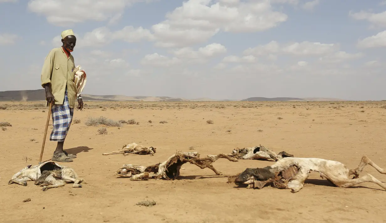 Seorang pria melihat bangkai hewan akibat terkena dampak El Nino di kota Hargeysa selatan, Somalia, (7/4). El Nino merupakan gejala penyimpangan cuaca yang mengakibatkan panas yang berkelanjutan hingga mengalami kekeringan. (REUTERS / Feisal Omar)